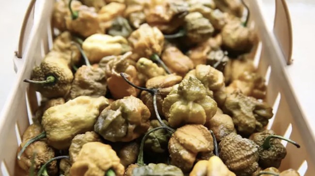 Pepper X, Cabai Paling Pedas di dalam Dunia Kalahkan Carolina Reaper