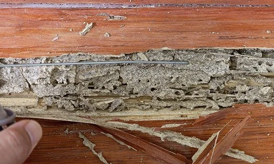 Jasa Anti Rayap dan Pentingnya Edukasi Rayap untuk Perlindungan Bangunan