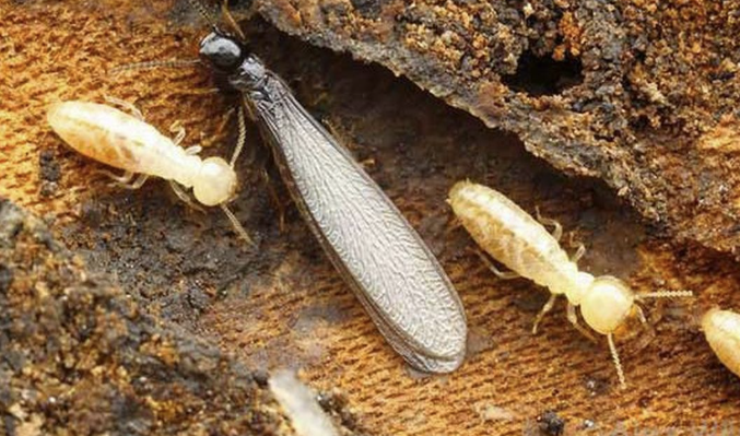 Anti Rayap Bandung: Solusi Efektif Lindungi Rumah dari Serangan Rayap